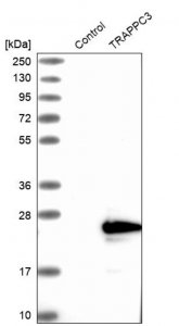 Anti-TRAPPC3 antibody produced in rabbit HPA028408-100UL