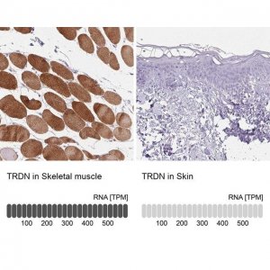 Anti-TRDN antibody produced in rabbit 