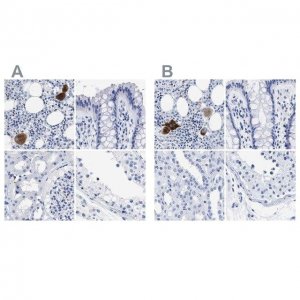 Anti-TREML1 antibody produced in rabbit 