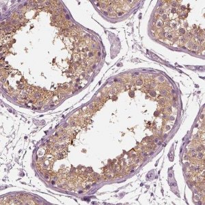 Anti-TRIM69 antibody produced in rabbit HPA028894-100UL