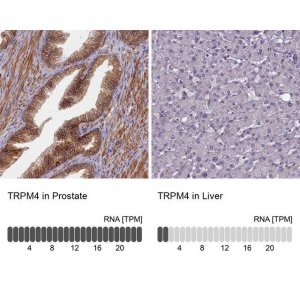 Anti-TRPM4 antibody produced in rabbit 
