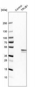 Anti-TRUB1 antibody produced in rabbit 