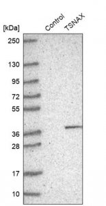 Anti-TSNAX antibody produced in rabbit HPA031055-100UL