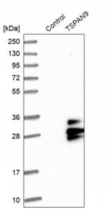 Anti-TSPAN9 antibody produced in rabbit HPA014002-100UL