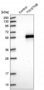 Anti-TWISTNB antibody produced in rabbit 