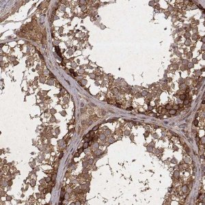 Anti-TXLNA antibody produced in rabbit 