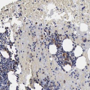 ANTI-TXLNG antibody produced in rabbit 