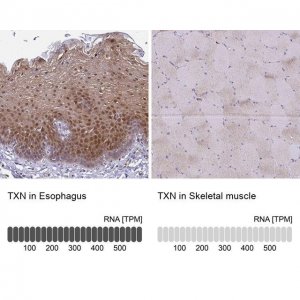 Anti-TXN antibody produced in rabbit 