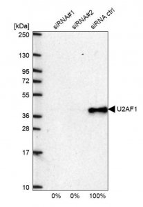 Anti-U2AF1 antibody produced in rabbit 