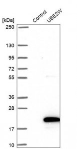Anti-UBE2W antibody produced in rabbit HPA045161-100UL