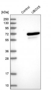 Anti-UBOX5 antibody produced in rabbit 