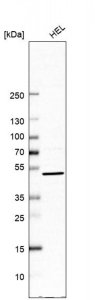 Anti-UBP1 antibody produced in rabbit HPA003967-100UL