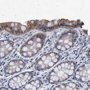 Anti-UCHL3 antibody produced in rabbit 