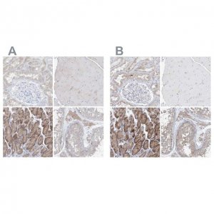Anti-UFL1 antibody produced in rabbit 