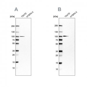 Anti-UFL1 antibody produced in rabbit 