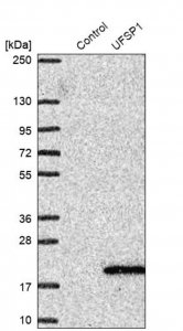 Anti-UFSP1 antibody produced in rabbit 