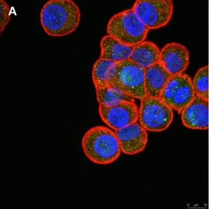 Anti-ULBP-4/RAET1E Antibody, clone 6C10 ZooMAb� Rabbit Monoclonal 