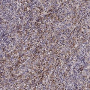 Anti-UNC13D antibody produced in rabbit 