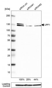 Anti-UPF1 antibody produced in rabbit 