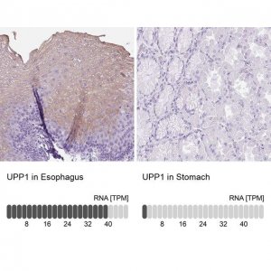 Anti-UPP1 antibody produced in rabbit HPA055394-100UL