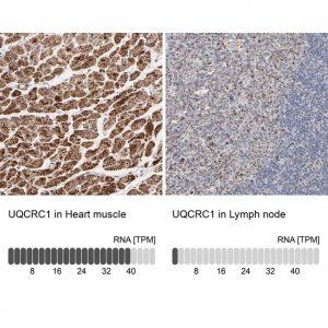 Anti-UQCRC1 antibody produced in rabbit 