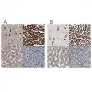 Anti-UQCRC2 antibody produced in rabbit 