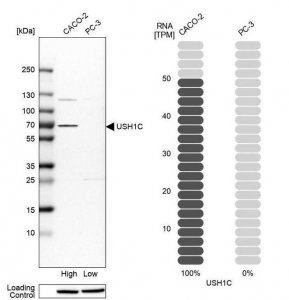 Anti-USH1C antibody produced in rabbit 