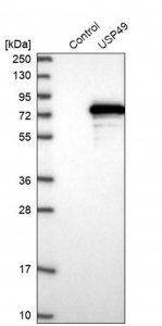 Anti-USP49 antibody produced in rabbit 