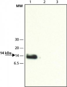 Anti-VAMP-8 (N-terminal) antibody produced in rabbit V7389-200UL