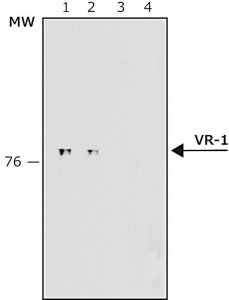 Anti-Vanilloid Receptor-1 antibody produced in rabbit V2764-200UL