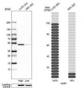 Anti-VASP antibody produced in rabbit 