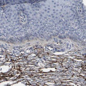 Anti-VCAN antibody produced in rabbit 