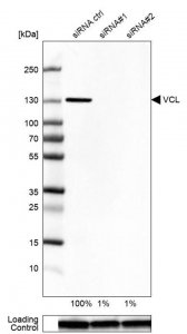 Anti-VCL antibody produced in rabbit 