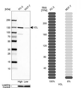 Anti-VCL antibody produced in rabbit 