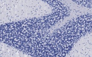 Anti-VGLUT2 Antibody, clone 3C2, ZooMAb� Rabbit Monoclonal 
