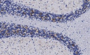 Anti-VGLUT2 Antibody, clone 3C2, ZooMAb� Rabbit Monoclonal 