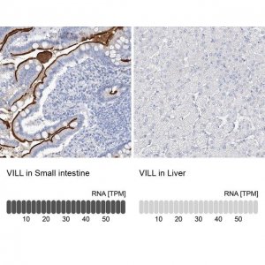 Anti-VILL antibody produced in rabbit 