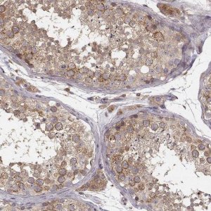 Anti-VPS26A antibody produced in rabbit HPA057498-100UL