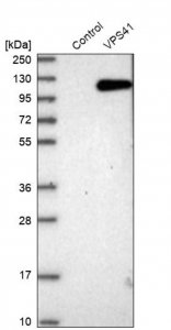 Anti-VPS41 antibody produced in rabbit HPA020080-100UL