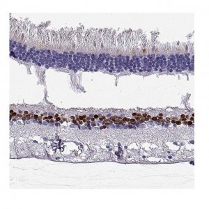 Anti-VSX2 antibody produced in rabbit 