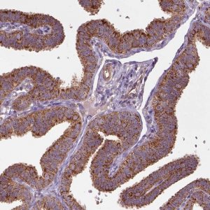 Anti-WARS2 antibody produced in rabbit 