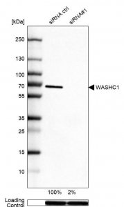 Anti-WASHC1 antibody produced in rabbit 