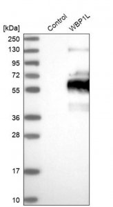 Anti-WBP1L antibody produced in rabbit HPA038371-100UL