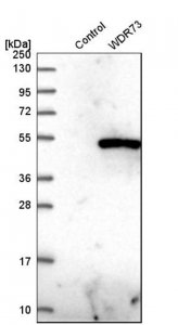 Anti-WDR73 antibody produced in rabbit 