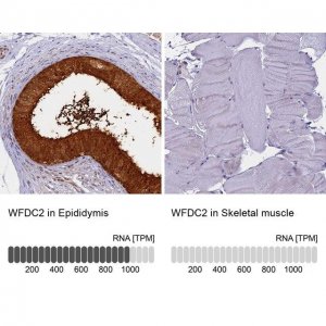 Anti-WFDC2 antibody produced in rabbit HPA042302-100UL