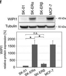 Anti-WIPI1 antibody produced in rabbit 