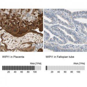 Anti-WIPI1 antibody produced in rabbit 