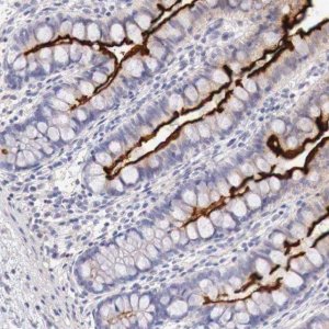 Anti-XPNPEP2 antibody produced in rabbit 