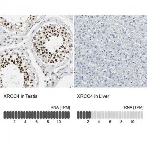 Anti-XRCC4 antibody produced in rabbit 