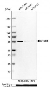 Anti-XRCC4 antibody produced in rabbit 